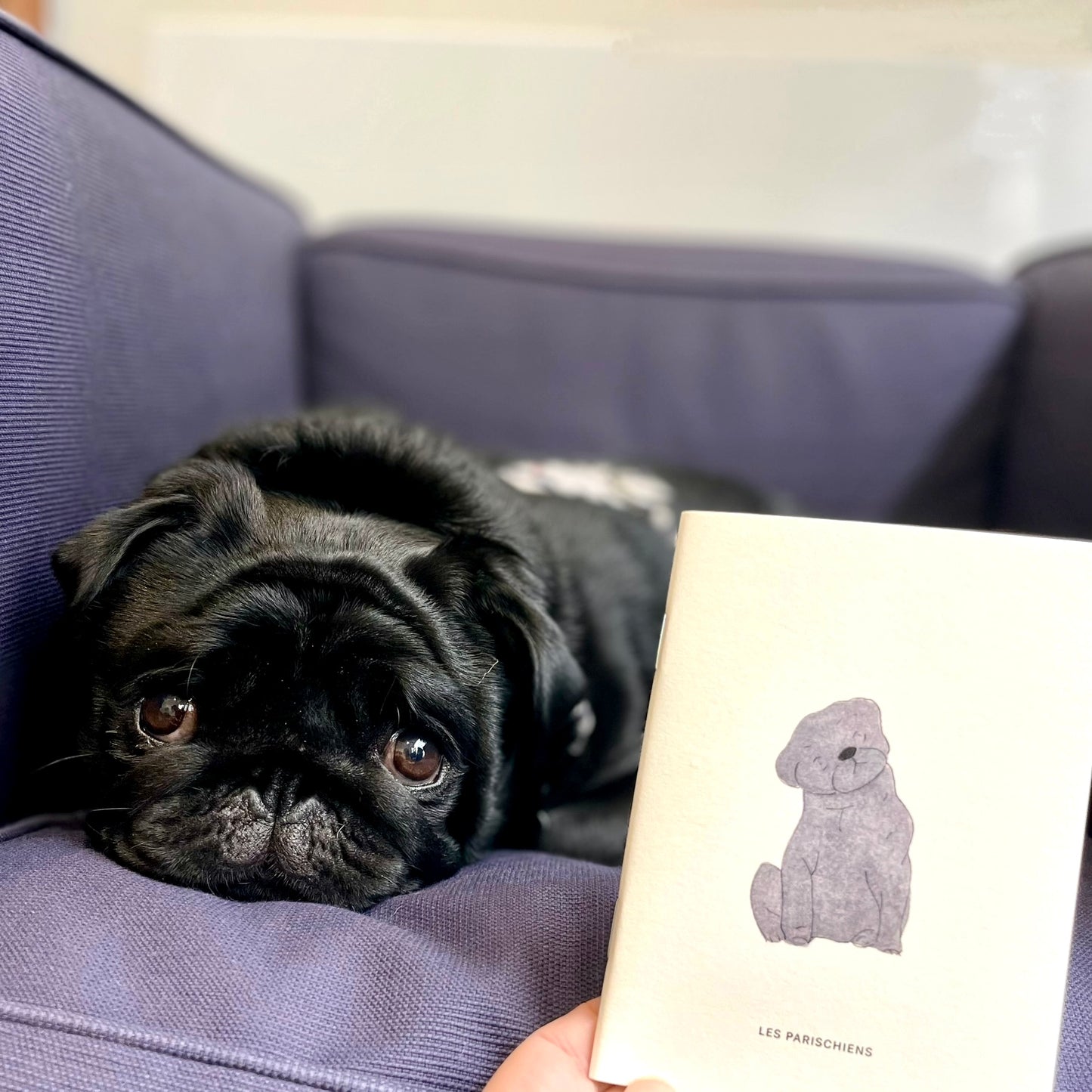 Ensemble de 2 carnets carlin et allover