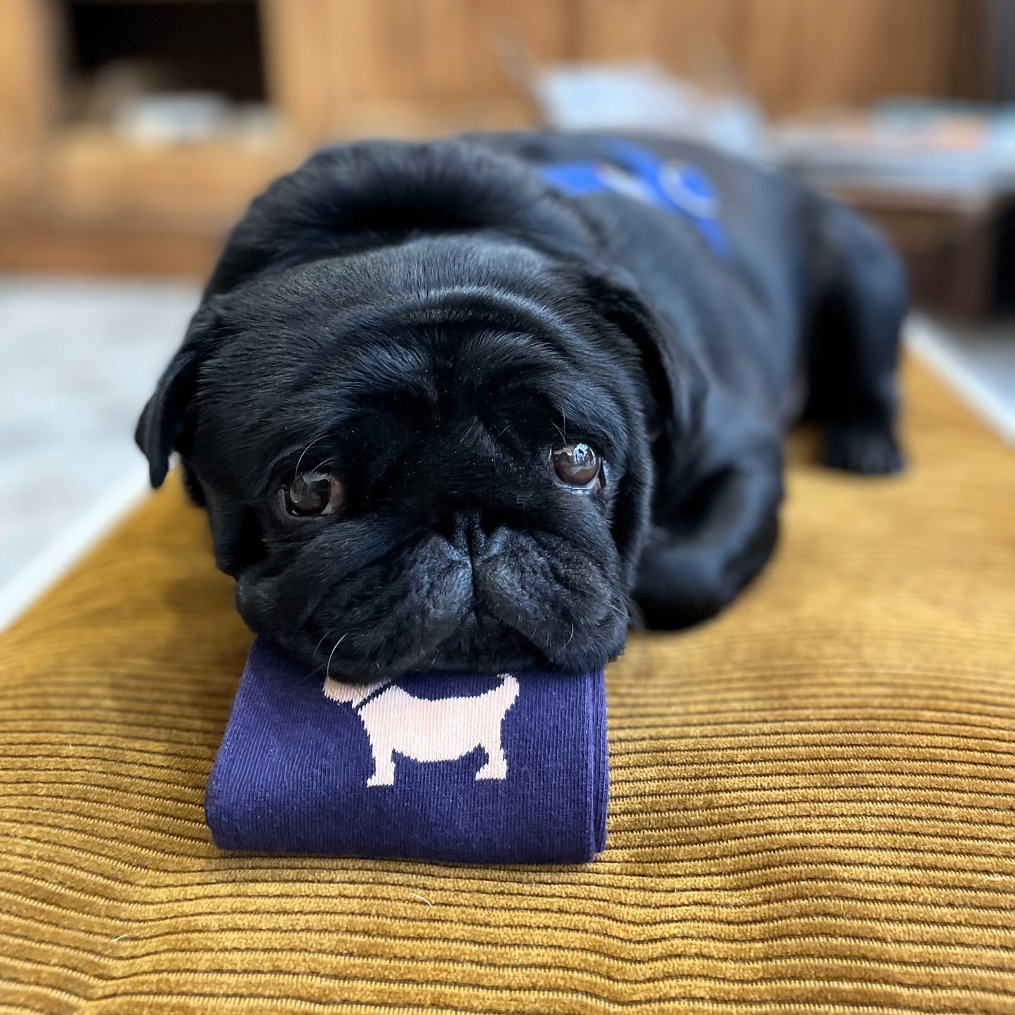 Chaussettes bleues chien rose
